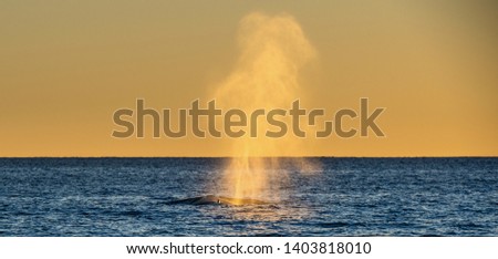The whale shows the fountain of steam at sunset sky background.  Whale making powerfull fountain while breathing after diving into the sea. Humpback whale Scientific name: Megaptera novaeangliae. 