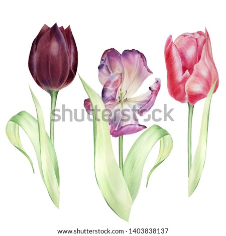Hand drawn illustration of tulip. Isolated floral elements for design of invitations, posters, web pages, gifts and fabrics