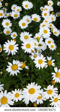nature cover photo with daisy