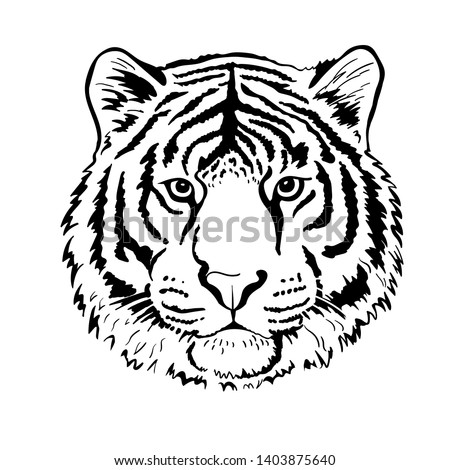 Tiger portrait head isolated on white background. Template. Illustration. Close-up. Clip art. Hand Painting. Ink. Vector