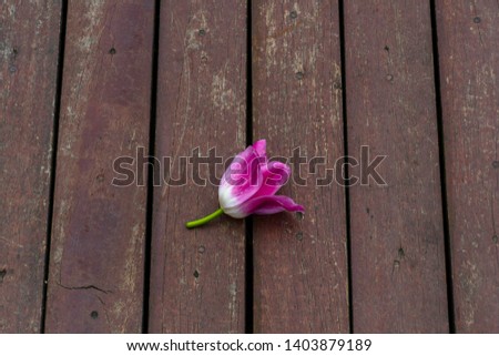 gardening, flowers, advertisement and holidays concept - close up of pink tulip on wooden background