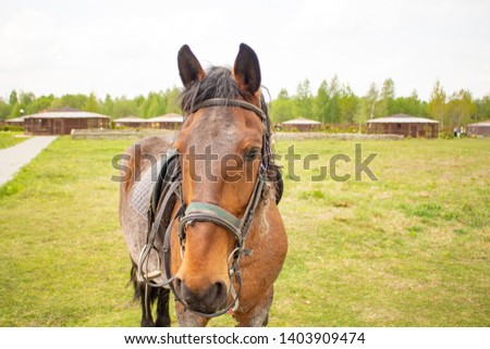 brown horse stands on a green meadow