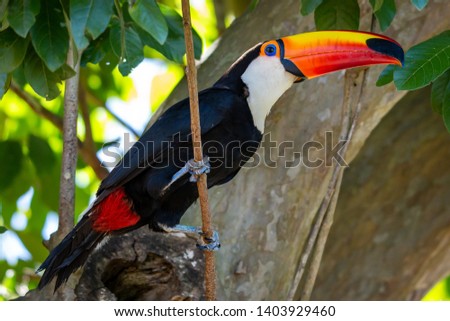 A toucan sitting in a tree in the national park Iguacu Falls in Brasil