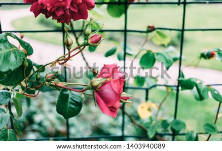 Pink roses growing on special fence in icy faded colors