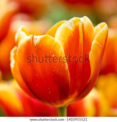 Close-up picture of orange and yellow tulips blooming in a garden in spring