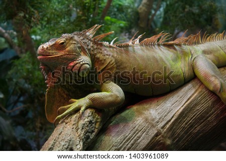 Close up picture of an exotic colorful iguana lying on a tree branch.