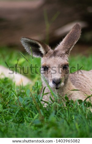 Close up view of adorable cute kangaroo laying relaxing in the green grass. Brisbane, Australia.