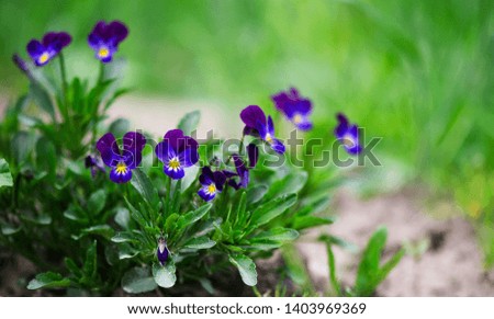 Flowers pansies blooming. Purple flowers and green petals. Beautiful floral background.