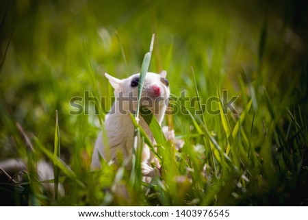 White sugar glider, Petaurus breviceps, on grass