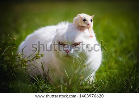 White Scottish Fold cat with white sugar glider on grass