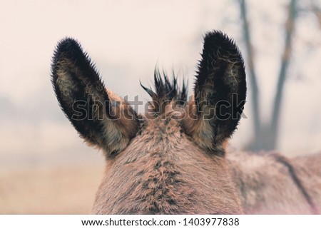 Mini donkey with big ears listening during dreary and foggy weather at the farm.