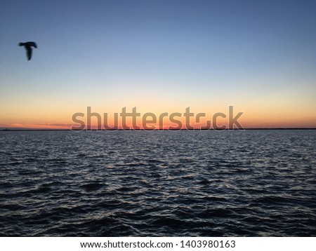 Bird flying over Lake Erie at sunset in Cleveland, Ohio in the summer