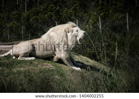 Endangered white african lion in a sanctuary