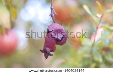 pomegranate dried fruit fall tree
