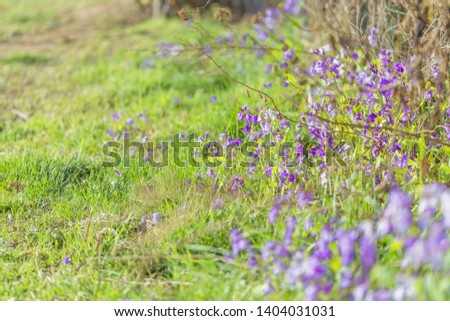 Spring outdoors, blooming purple February orchids and green leaves,Orychophragmus violaceus