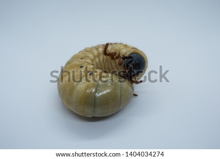 Dynastes hercules worm, Hercules beetle isolated