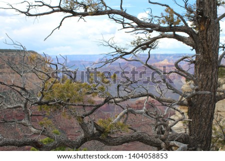 a tree at the grand canyon