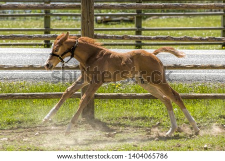 A cute young colt runs next to the fence line near Hayden, Idaho.