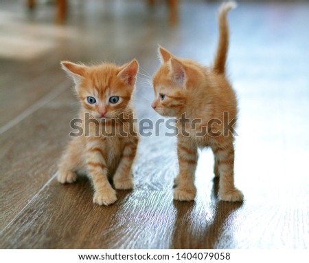 The little red kitten plays on the floor looking directly at us. Horizontal photo, beige and orange color