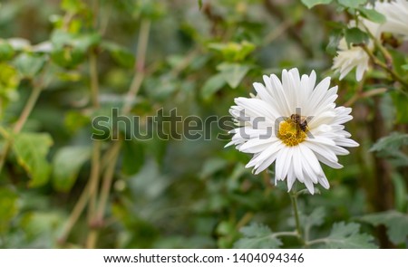 Chrysanthemums white with a bee 