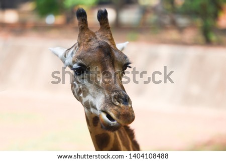 giraffe eating leaves / Close up of a giraffe in front and funny on nature green tree background in the national park
