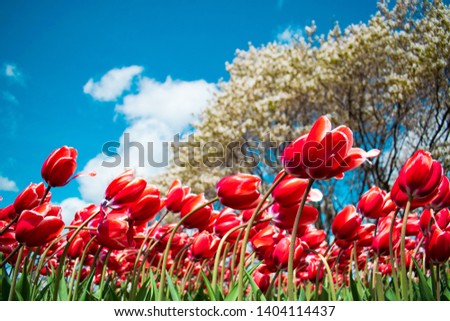 Million Gorgeous Tulips Blooming on Major's Hill Park of Ottawa