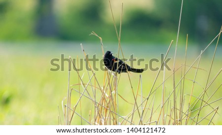 Red winged blackbird perched in meadow