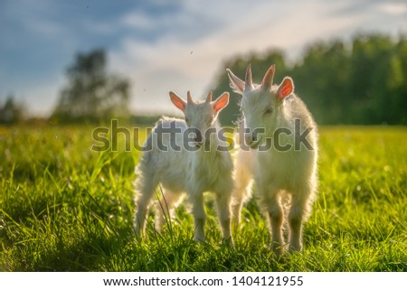 Sunny summer day. Counter portrait. Farm animals. Breeding goats.  Beauty of nature concept background. Picturesque field sunlit.