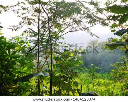 pictures of tropical green trees