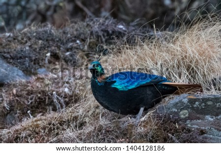 Himalayan Monal (Male) spreading his beautiful colors