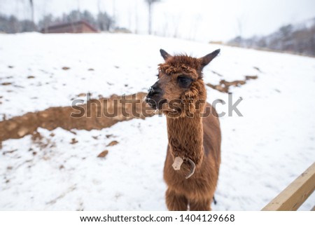 A picture of a young brown alpaca.