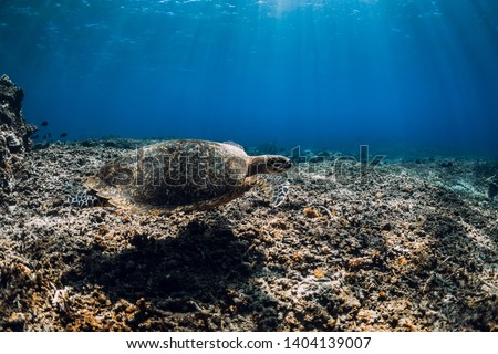 Sea turtle floating over corals in underwater ocean.