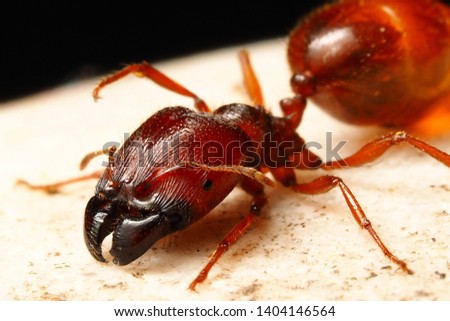 macro head of fire ant on the rock