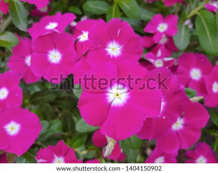 Pink flowers with white and yellow pollen