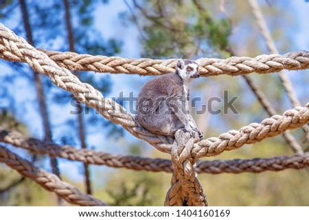 A cute sweet faced ring tailed monkey sitting on a piece of rope amongst the trees