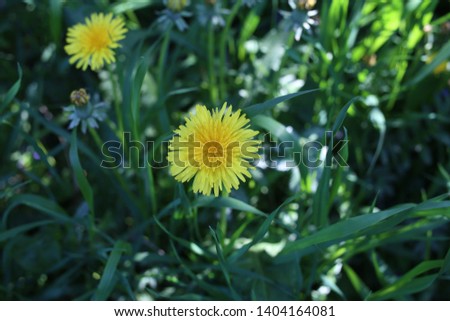 Close up of yellow dandelion flowers field on spring time. Colorful blowball floral plant with grass. Nature Taraxacum herb. Used as a medicine and food ingredient – Image