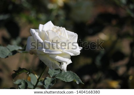 White roses in spring bloom beautifully in the garden , Flower background, The symbol of pure love.