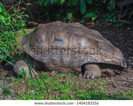 Closeup Giant tortoise sleeping on green grass in Taipei zoo, Taiwan. World Turtle Day concept.