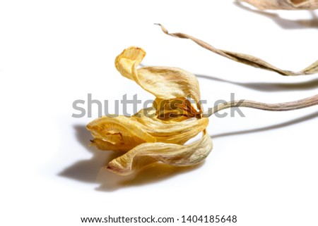 Dried yellow tulip flower over white background. Withered flower.