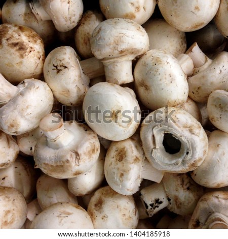 Macro photo nature food mushrooms champignons. Stock photo  mushrooms champignons.