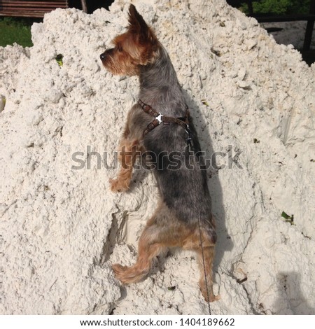 Macro photo nature dog Yorkshire terrier. Puppy dog ​​Yorkshire terrier sitting on a mountain of white sand. Dog breed yorkie terrier on the beach.