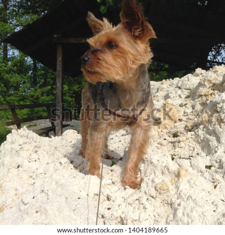 Macro photo nature dog Yorkshire terrier. Pet Puppy dog ​​Yorkshire terrier sitting on a mountain of white sand. Dog breed yorkie terrier on the beach.