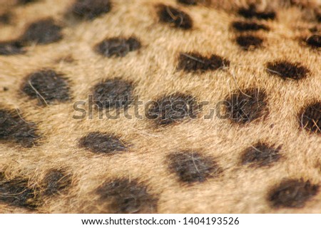 Acinonyx jubatus (cheetah) pattern skin