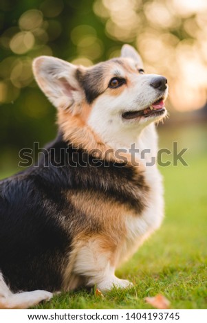 Tricolor welsh corgi pembroke dog sitting on a grass portrait