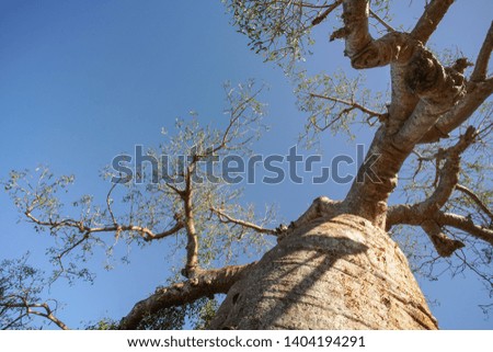 Looking up old baobab tree, trunk and branches with clear blue sky in background.