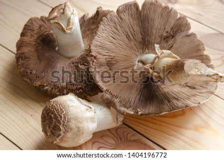 Poisonous mushrooms mushrooms on the table of different sizes