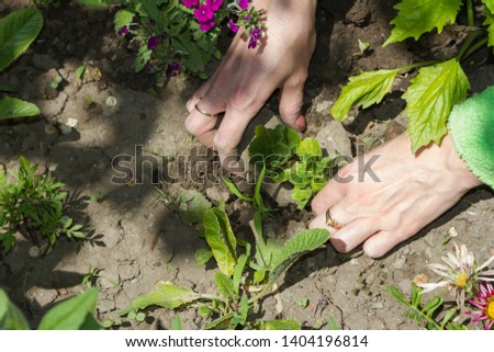 Planting plants in the spring in the ground with female hands