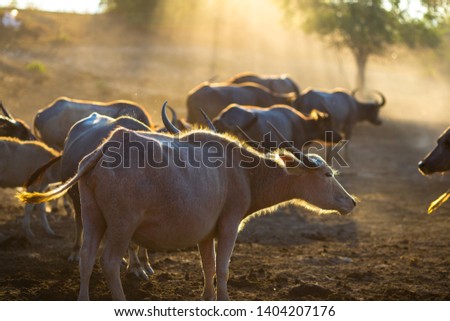 Blurred wallpaper (buffalo flocks) that live together, many of which are walking for food, natural beauty, are animals that are used to farm for agriculture, rice farming.