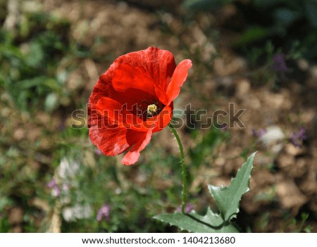 Beautiful flower of poppy flower
