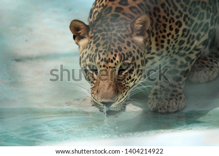 Leopard, Cheetah, Chirutha (Panther pardus) drinking water